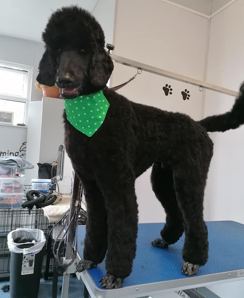 Max haircut