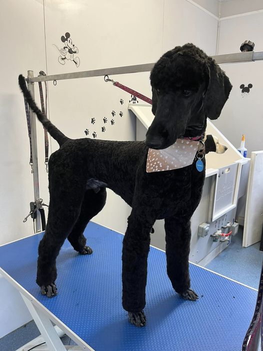 Max at the groomer